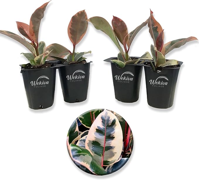 Ficus Tineke Tree - 4 Live Starter Plants in 2 Inch Pots - Ficus Elastica Tineke - Stunning Easy Care Interior Houseplant