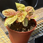 Peperomia Quito Live Plant, Pet-Safe Copper Orange Red Houseplant in 3-Inch Grower Pot, Beginner-Friendly Textured Indoor Tropical Plant for Home and Office Decor