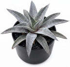 Mangave 'Silver Fox', 1.5" Plug - Live Succulent Plant, Agave Like Rosette, Low Maintenance Indoor Outdoor Plant for Home Garden Decor, Beginner-Friendly Live Plants