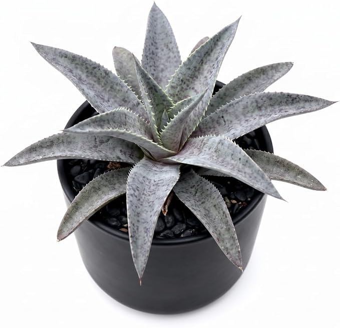 Mangave 'Silver Fox', 1.5" Plug - Live Succulent Plant, Agave Like Rosette, Low Maintenance Indoor Outdoor Plant for Home Garden Decor, Beginner-Friendly Live Plants