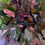 Rare Variegated Pink Philodendron Plant Live Indoor, 5-9" No Pot, Tropical House Plant for Indoor, 5-9" No Pot Home Décor Houseplants