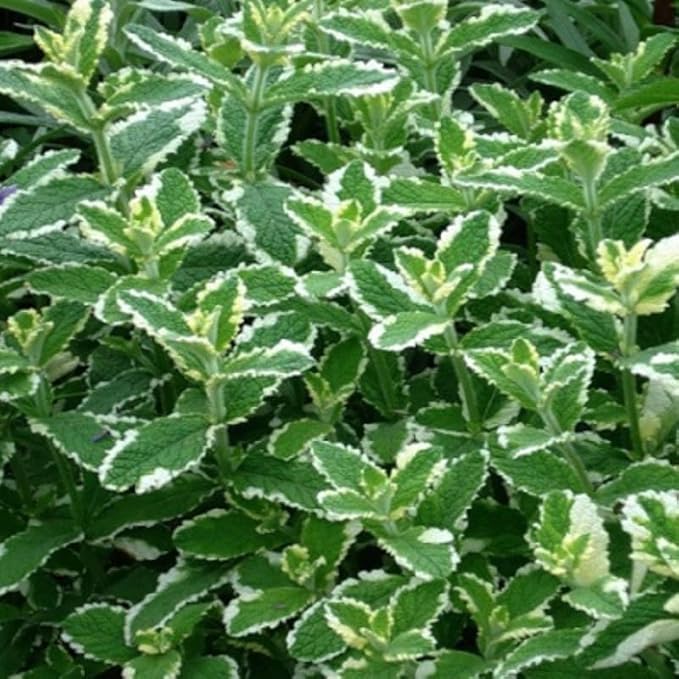 Pineapple Mint Plants Live, Mint Plants for Inside and Home Décor, 3-Inch Potted Fresh Herb for Kitchen Gardens and Indoor Outdoor Growing