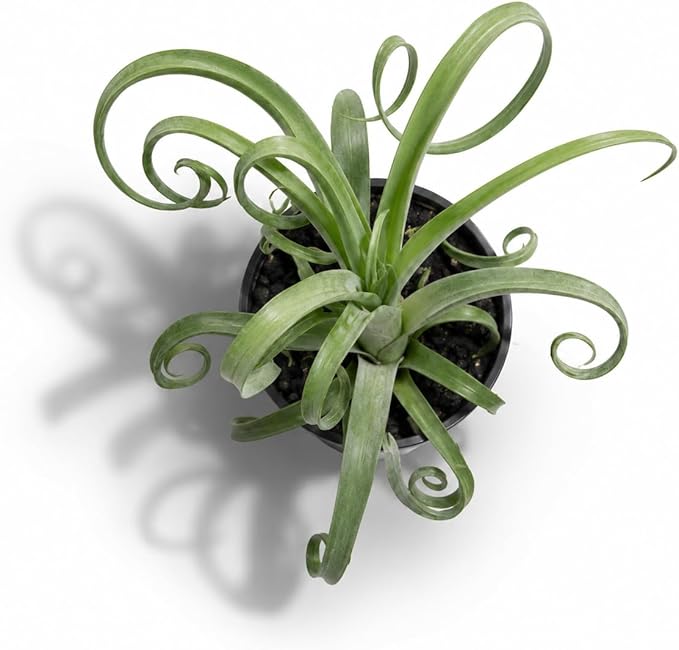 Large Tillandsia Curly Slim Live Air Plant, Potted Air Plants Live Houseplants, Indoor Large Air Plants, Airplant Can be in Pot or Air, Tillandsia House Plants Live