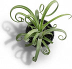 Large Tillandsia Curly Slim Live Air Plant, Potted Air Plants Live Houseplants, Indoor Large Air Plants, Airplant Can be in Pot or Air, Tillandsia House Plants Live