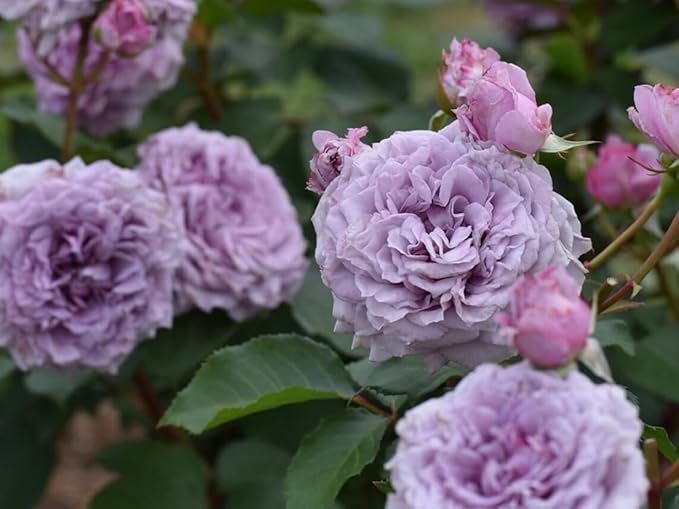 30+ Colin Craven Rose Seeds Fragrant Perennial Purple Bloom English Garden Rose Rare Hardy Flower