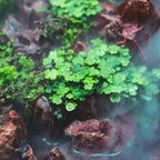 SubstrateSource Live Plant - Hydrocotyle Tripartita 'Japan' Tissue Culture Aquatic Live Aquarium Plant - 100% Snail Free in Vitro Cup (Hydrocotyle Japan)