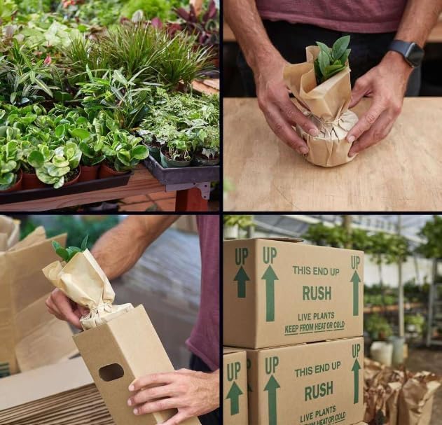 Fern 'Blue Star' | Live Plant for Indoor & Outdoor | for Living Room, Office, Bathroom | (4" Pot)