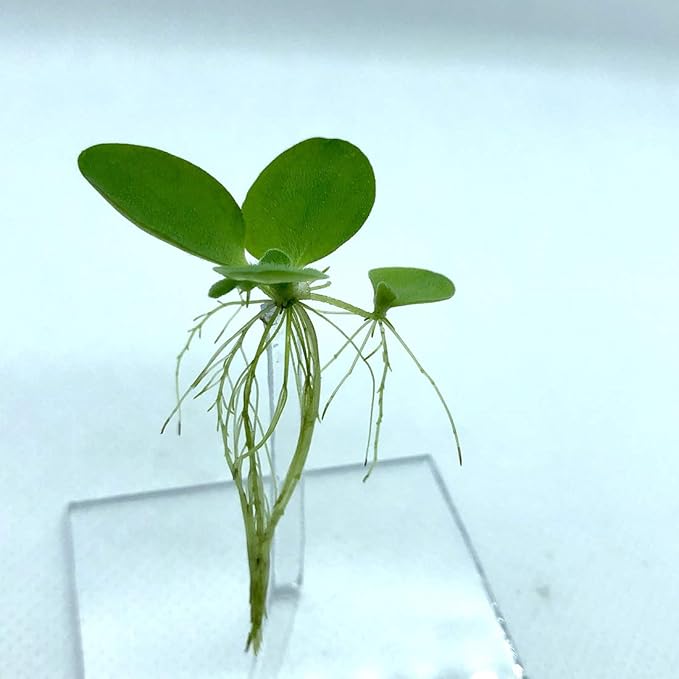 Aquarigram Floating Plant Combo Pack! (Amazon Frogbit, Red Root Floater, Dwarf Water Lettuce, Water Spangles) (Plants Only)