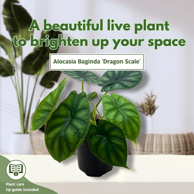 BubbleBlooms Alocasia Dragon Scale, Alocasia Baginda, Black Dragon Scale, Rarest Alocasia, in a 4 inch Pot