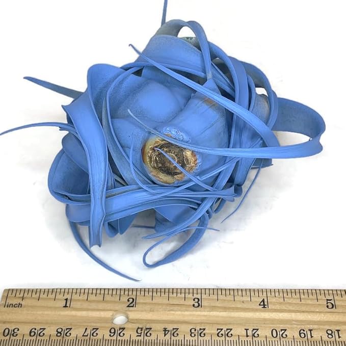 XL Xerographica Colored Air Plant, Live Tillandsia House Plant, Easy Care Indoor Outdoor, Great Gift, Healthy Arrival Guaranteed (Sky Blue)