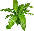 Bird’s Nest, 'Victoria' Fern (6 inch) - Air-Purifying Houseplants - 4/6 inch Unique Live Decorative Houseplants - Low-Maintenance Indoor Plants, House Warming Gift, Natural Air Purifier