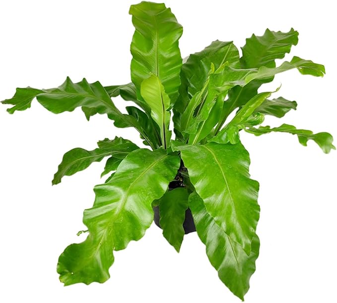 Bird’s Nest, 'Victoria' Fern (6 inch) - Air-Purifying Houseplants - 4/6 inch Unique Live Decorative Houseplants - Low-Maintenance Indoor Plants, House Warming Gift, Natural Air Purifier
