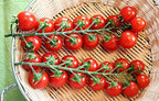 20 Italian Sicilian Ciliegino Cherry Tomato Seeds, Heirloom Non-GMO, Rare, Classic, Indeterminate, Open-Pollinated, Productive, Delicious US Grown Solanum lycoperscium