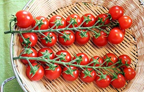 20 Italian Sicilian Ciliegino Cherry Tomato Seeds, Heirloom Non-GMO, Rare, Classic, Indeterminate, Open-Pollinated, Productive, Delicious US Grown Solanum lycoperscium