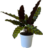 Rattlesnake Calathea Live Plant, House Plant, Ideal for Home Decor and Room Decor - Rattlesnake for Indoor Plants, Calathea Lancifolia Prayer Plant by Hopewind Plants Shop