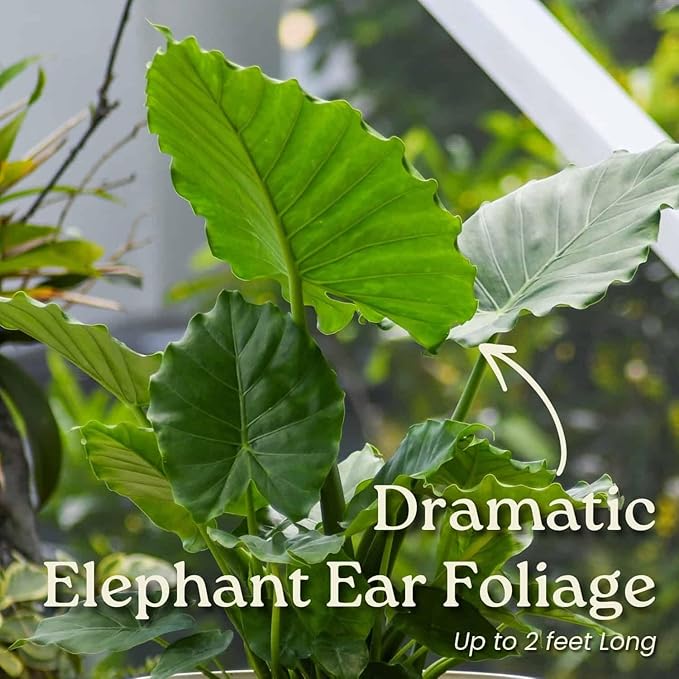 Tropical Plants of Florida Alocasia California Live Plant 3 Gallon 10 Inch Nursery Pot, 26 to 32 Inch Tall Elephant Ear Plant, Tropical Indoor Outdoor Foliage