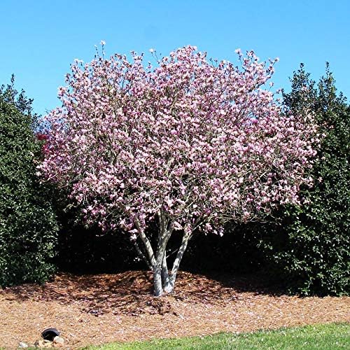 Brighter Blooms - Jane Magnolia Tree, 2-3 ft. - No Shipping to AK, AZ, HI, OR