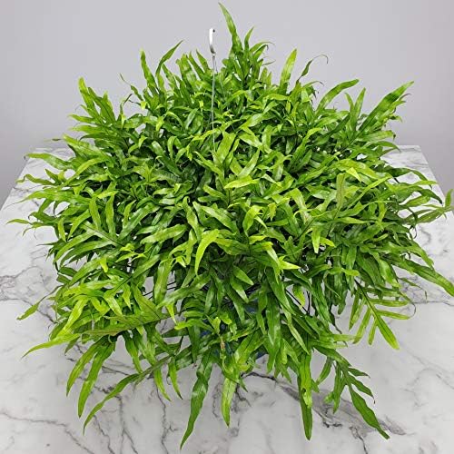 Tropical Plants of Florida Kangaroo Fern Hanging Basket 12 Inch Live Fern Plant, 20 Inch Tall by 20 Inch Wide, Lush Green Indoor Outdoor Shade Plant
