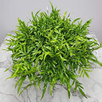 Tropical Plants of Florida Kangaroo Fern Hanging Basket 12 Inch Live Fern Plant, 20 Inch Tall by 20 Inch Wide, Lush Green Indoor Outdoor Shade Plant