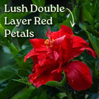 Double Red Hibiscus Bush, Overall Height 10" to 14", Live Tropical Hibiscus Plant (1 Gallon/6" Nursery Pot)