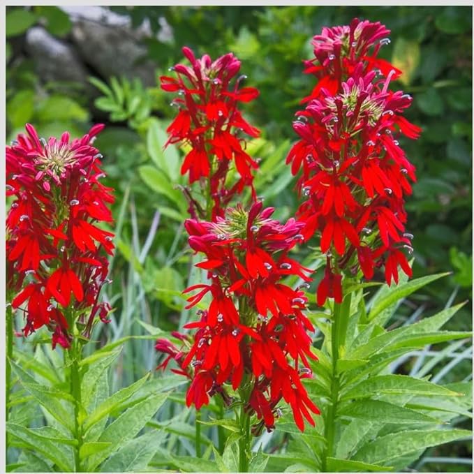 Red Cardinal Flower - Live Plant - Lobelia cardinalis - Vibrant Red Blooms, Attracts Hummingbirds Perennial, 3 Inch Pot, Traditional Medicinal & Garden Herb, Easy to Grow, Hardy Perennial