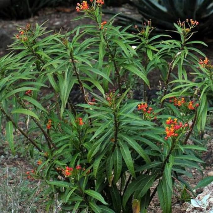 Chalily Mexican Butterfly Weed, a Great Live Pond Plant for Your Water Garden. Filters The koi and Goldfish Pond. Good for Bogs, Plant Shelf or Shallow Water This marginal Aquatic is a Real Beauty