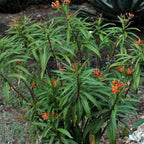 Chalily Mexican Butterfly Weed, a Great Live Pond Plant for Your Water Garden. Filters The koi and Goldfish Pond. Good for Bogs, Plant Shelf or Shallow Water This marginal Aquatic is a Real Beauty