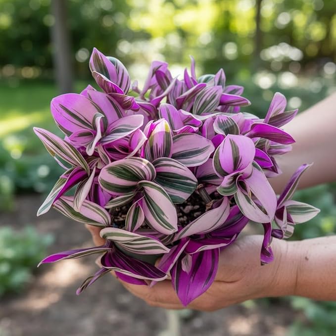 Tradescantia Nanouk Live Plant – 4 Inch Pot – Pink Purple Variegated Indoor Houseplant Easy Care