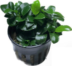 Marcus Fish Tanks Anubias Nana Petite Live Aquarium Plants Potted Freshwater Auatic Plant