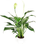 Spathiphyllum Green Peace Lily (4 inch) - Lucky Houseplants - 4/6 inch Unique Live Decorative Houseplants - Easy to Care Indoor Plants, Perfect for Office, Home & Feng Shui Decor