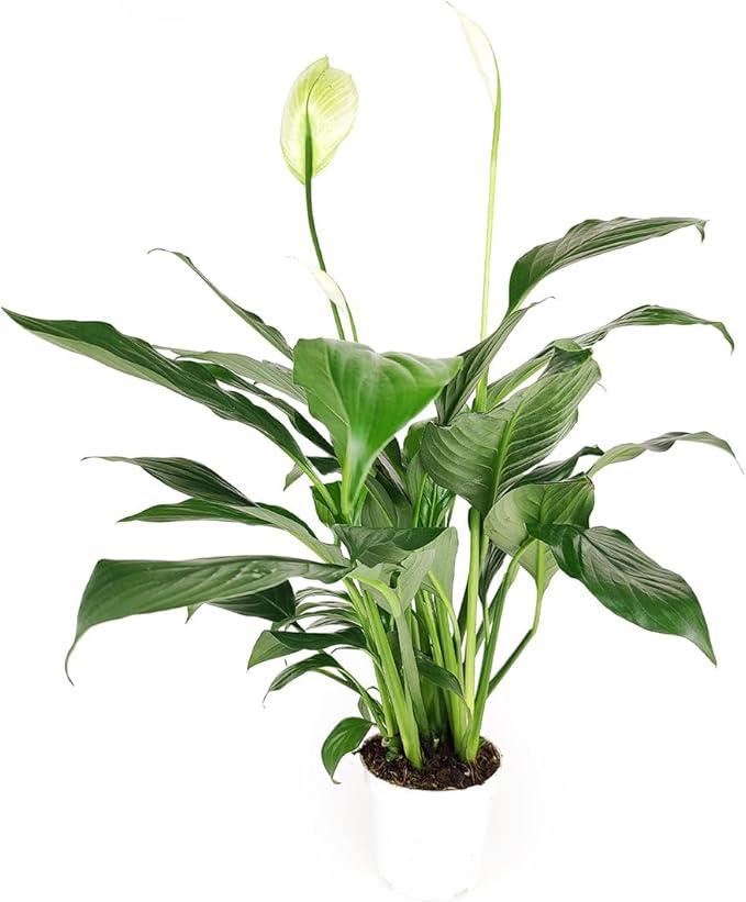 Live Indoor Flowering Houseplants, Spathiphyllum Green Peace Lily in 4" Grower Pot, Easy Care Plants