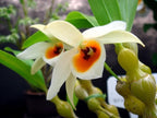 4 Live Orchid Plants + HP to Choose (Dendrobiums + Heat Pack)