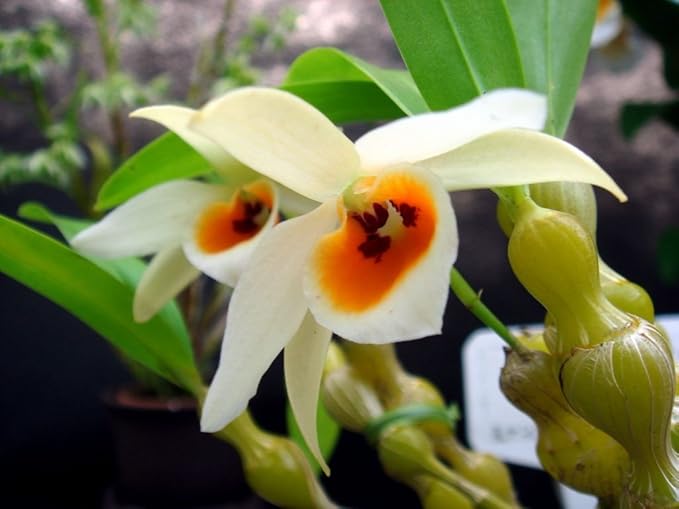 4 Live Orchid Plants + HP to Choose (Dendrobiums + Heat Pack)