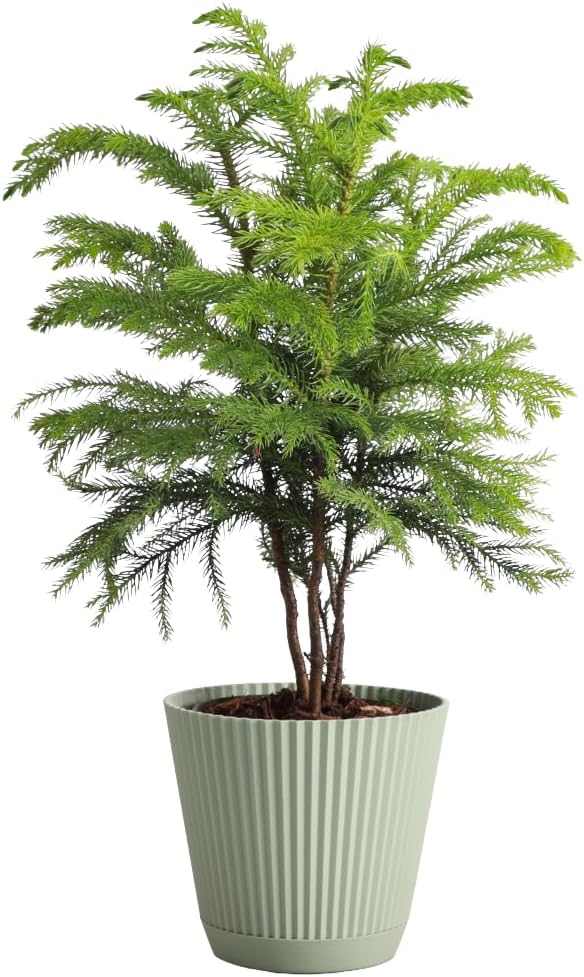 Thorsen's Greenhouse Live Norfolk Island Pine Plant, Christmas Greenery Gift or Decor, Air Purifying Premium Indoor Houseplant, Mature 4" Diameter Pot (Sage, 4-inch Pot)