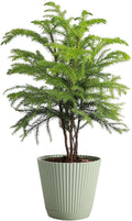 Thorsen's Greenhouse Live Norfolk Island Pine Plant, Christmas Greenery Gift or Decor, Air Purifying Premium Indoor Houseplant, Mature 4" Diameter Pot (Sage, 4-inch Pot)