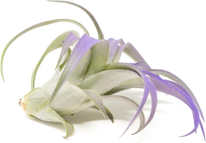 Purple Colorful Tillandsia Air Plants - Long Lasting Color Enhanced Live Tillandsia Succulent House Plants - Home and Garden Decor - Easy Care Indoor and Outdoor (Brachycaulos Abdita, Single)