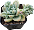 Live Succulent Cactus Plants (2" Pot Sedum Clavatum)