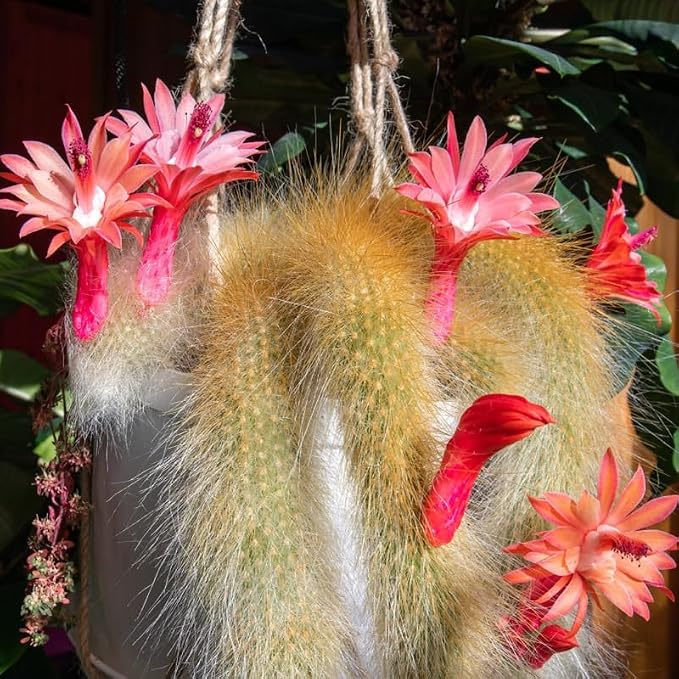 Rare Monkey Tail Cactus Live Plant – 7-9 Inch Succulent for Indoor & Outdoor, Unique Trailing Live Succulent, Ideal Gift for Plant Lovers
