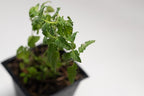 Organic Live Strawberry Mint Plant (Mentha spicata) in a 2.5 inch Pot - Fragrant Herb by Smoke Camp Crafts