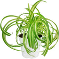 Curly Spider Plant 'Bonnie' (4 inch) - Air-Purifying Houseplants - 4/6 inch Unique Live Decorative Houseplants - Low-Maintenance Indoor Plants, House Warming Gift, Natural Air Purifier