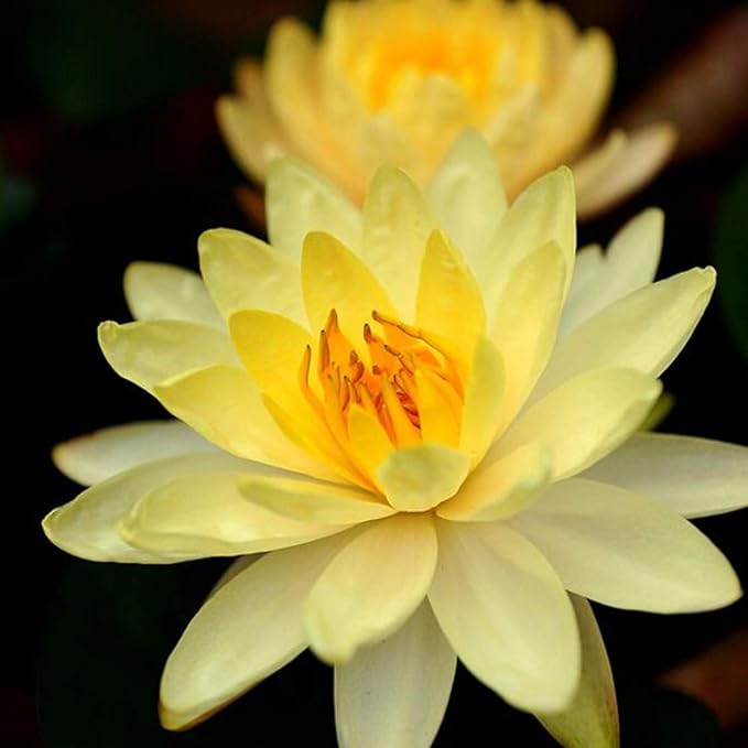 Live Aquatic Plant Yellow Nymphaea Chromatella Hardy Water Lilies Tuber for Aquarium Freshwater Fish Pond by Greenpro
