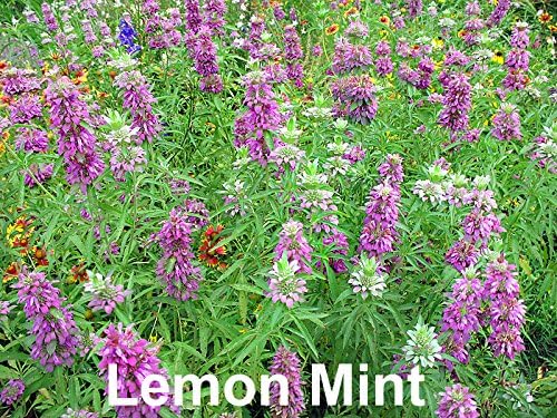 Please Read This is A Mix 100 Mint Mix Seeds 4 Varieties Peppermint, Spearmint, Lemon Mint, Lemon Balm Melissa, Heirloom Non-GMO. The Seeds are Mixed, Mentha Spicata, US Grown