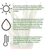 Snake Plant Laurentii | Sansevieria Trifasciata Live Plant for Indoor | Different Houseplants in 4'' & 6'' Pot | Real House Plant for Livingroom | Mother-in-law's Tongue
