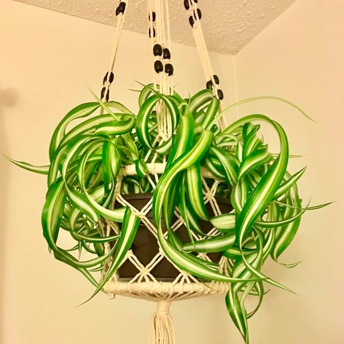 Spider Plant Bonnie Live Plant for Indoor | Different Houseplants in 4'' & 6'' Pot | Real House Plant for Living Room, Office, Desk & Bathroom | Chlorophytum Comosum | Airplane Ivy