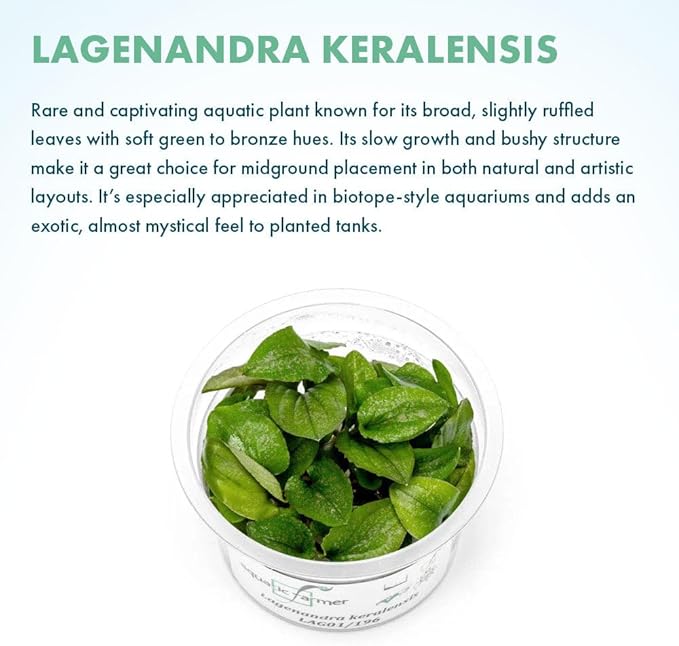 SubstrateSource Live Plant - Lagenandra keralensis - Midground to Background Rosette with Bronze-Green Foliage, Snail-Free in Vitro Aquarium Plant - Tissue Culture