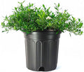 American Plant Exchange Gardenia Radicans – Live 10-Inch Potted Shrub, Fragrant White Blooms, Easy-Care Evergreen for Indoor & Outdoor Use, Home, Patio & Landscape Décor