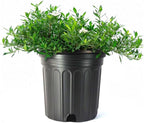 American Plant Exchange Gardenia Radicans – Live 10-Inch Potted Shrub, Fragrant White Blooms, Easy-Care Evergreen for Indoor & Outdoor Use, Home, Patio & Landscape Décor