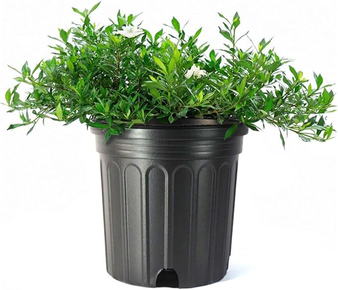 American Plant Exchange Gardenia Radicans – Live 10-Inch Potted Shrub, Fragrant White Blooms, Easy-Care Evergreen for Indoor & Outdoor Use, Home, Patio & Landscape Décor