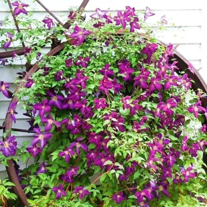 Clematis Vine Plants Live in Pot, 8 Months Old Seedlings Climbing Flowering, Outdoor Trellis Fences, Cold Hardy (Random Clematis)