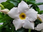 Tropical Plants of Florida White Dipladenia Hanging Basket 12 Inch Live Flowering Plant, 14 Inch Wide by 18 Inch Tall, Elegant White Patio Porch Balcony Blooms